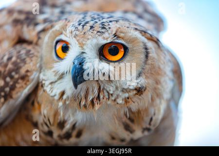 Eurasion Eagle Owl, photographié à Ras Al Khaimah, Emirats Arabes Unis Banque D'Images