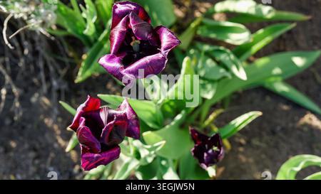 cultivar foncé de tulipa gesneriana avec des pétales violets profonds formant des fleurs verticales compactes, montrant des tepales lisses caractéristiques et une structure de tige forte Banque D'Images