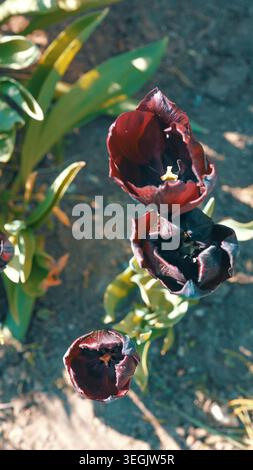 tulipa gesneriana dans un cultivar marron foncé avec des fleurs partiellement ouvertes montrant des tépales internes lisses et des structures reproductrices jaunes, soutenues par Banque D'Images