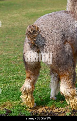 vue arrière de l'alpaga avec toison taillée, zone arrière visible, granulés de fumier sur l'herbe, contexte d'hygiène animale, enclos de ferme avec camélidés de pâturage et dehors Banque D'Images