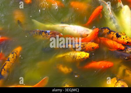 groupe de carpes koï dans un étang ornemental, symbolisme de la culture japonaise avec des motifs à échelle multicolore, variétés traditionnelles nishikigoi représentant le patrimoine b Banque D'Images