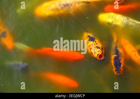 carpe koi et poisson rouge dans l'eau verte avec des motifs de couleur jaune orange et blanc, grappe de poissons d'étang ornementaux asiatiques dans la piscine de jardin extérieure, mélange de fre Banque D'Images