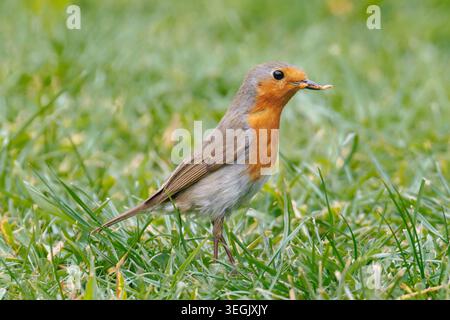 Un Robin européen (Erithacus rubecula) un oiseau commun trouvé dans de nombreux jardins britanniques. Banque D'Images
