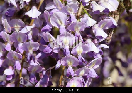 Wisteria floribunda 'Kokuryū'. Gros plan macro de grappe dense bleu violet jaune de fleurs de wisteria au printemps. Banque D'Images