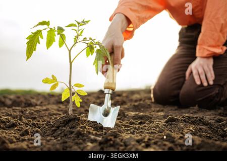 Un jardinier dévoué plante soigneusement un semis de tomates dans un sol fertile, mettant en valeur le processus de culture du jardinage et des pratiques agricoles. Banque D'Images