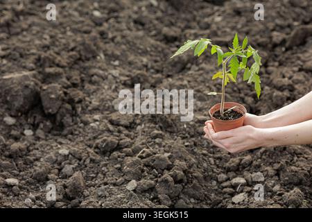 Un jardinier tient soigneusement un plant de tomate dans un pot, se préparant à le planter dans un sol fraîchement labouré, soulignant l'importance de cultiver les plantes Banque D'Images
