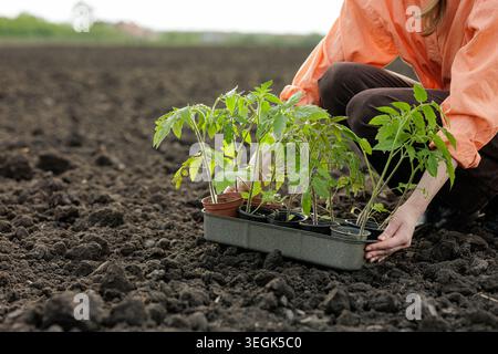 Un jardinier dévoué plante soigneusement des plants de tomates dans un sol fraîchement labouré, mettant en valeur les pratiques agricoles pour le jardinage et l'agriculture à domicile Banque D'Images