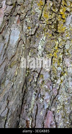 Structure pliée et fissurée de l'écorce d'un vieil arbre avec de la mousse verte. Banque D'Images