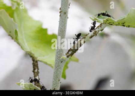 Fourmis noires tendant aux pucerons verts sur une tige végétale, une relation symbiotique Banque D'Images
