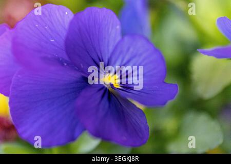 Fleurs d'alto violettes au printemps. Macro Banque D'Images
