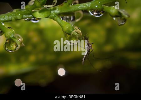 Kollam, Kerala, Inde - 7 juin 2019 : l'eau potable de moustiques sur une feuille Banque D'Images