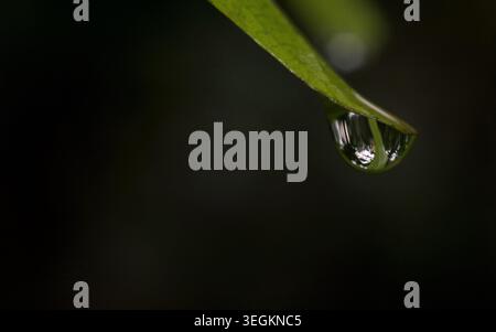Kollam, Kerala, Inde - 7 juin 2019 : La goutte d'eau à la fin d'une feuille Banque D'Images