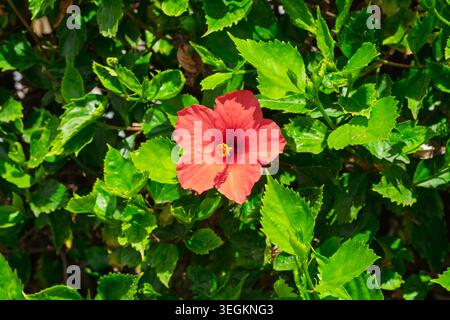 Une seule fleur rouge avec une étamine jaune est centrée parmi les feuilles vertes. Le feuillage présente différentes nuances de vert sous la lumière naturelle. Banque D'Images