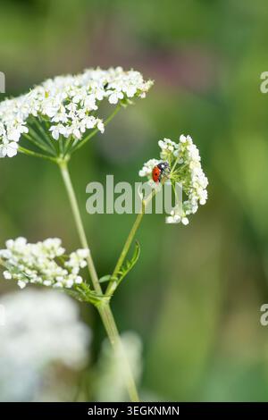 Coccinelle Flower une tête de fleur de persil de vache, gros plan de l'alimentation des insectes. Banque D'Images