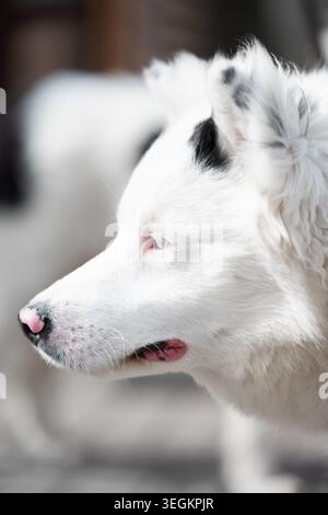 Portrait détaillé en gros plan d'un chien blanc avec des yeux bleu clair, un nez rose et des taches noires sur les oreilles, photographié avec une faible profondeur de champ. Banque D'Images