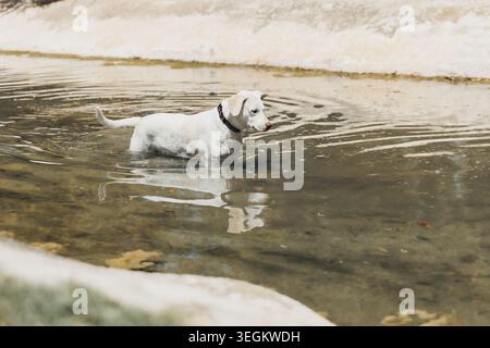 Chien blanc patère dans l'eau peu profonde Banque D'Images