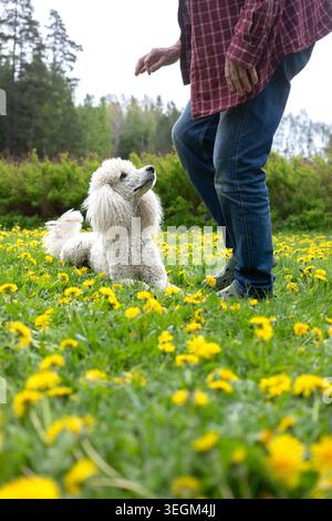 Dressage de chiens. Banque D'Images