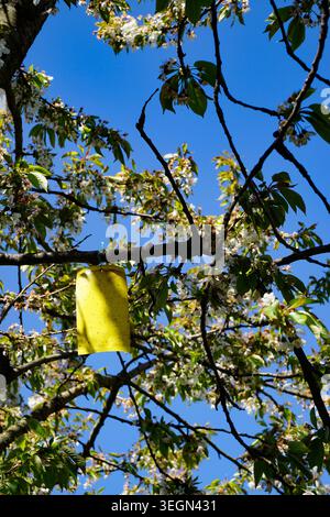 Piège collant aux insectes jaunes suspendu à des branches d'arbres en fleurs contre le ciel bleu dans un verger extérieur ou un jardin. Banque D'Images