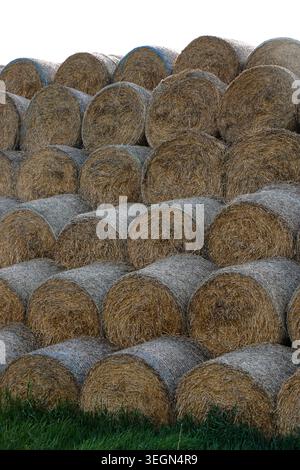 Grande pile de balles de foin rondes disposées en rangées sur des terres agricoles pour le stockage agricole et l'alimentation du bétail. Banque D'Images