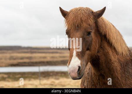Visage d'un beau cheval rouge roan islandais, une race de cheval développée en Islande, en Europe Banque D'Images