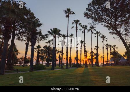 Paysage de villégiature affichant des palmiers imposants et une herbe verte luxuriante illuminée par la lueur chaude du soleil couchant, créant une veille tropicale paisible Banque D'Images