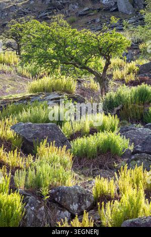 Un bracken doré rétro-éclairé brille sur le flanc accidenté du Lake District, avec un arbre isolé illuminé par la chaude lumière du soir. Banque D'Images