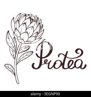 Conception de logo de fleur Protea, illustration vectorielle noir et blanc, élément de marque botanique élégant Illustration de Vecteur