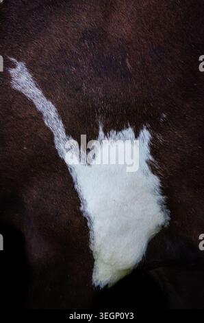 Détail cheval à pois avec queue blanche Banque D'Images