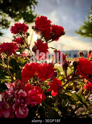 Roses un jour d'été Banque D'Images