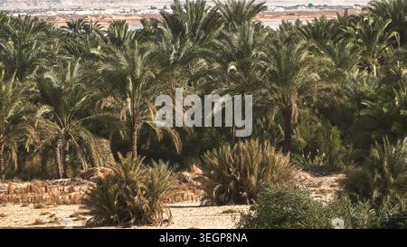 Une vue panoramique du paysage d'une ville oasis de siwa avec oasis et une vallée de montagne lointaine et jardin de dattes verdoyantes sur siwa oasis egypte le jour Banque D'Images