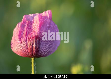 Macro gros plan d'une fleur de pavot en opium violette avec des gouttes de pluie sur un fond naturel vert doux. Banque D'Images