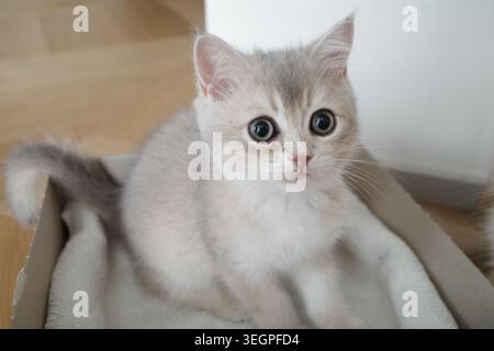 Un chaton britannique argenté à cheveux courts regardant l'appareil photo Banque D'Images