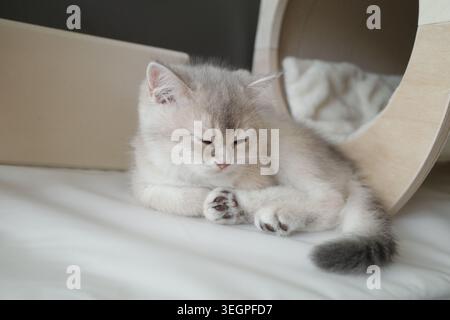 Un chaton argenté à cheveux courts britannique Banque D'Images