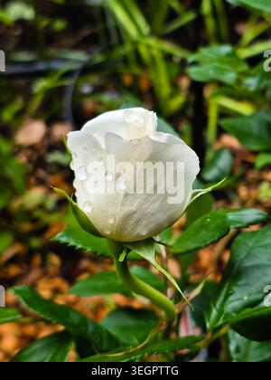 White Rose Bud avec gouttelettes de pluie en gros plan sur le jardin Banque D'Images