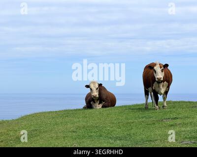 Deux vaches Hereford sur Clifftop Grass surplombant la mer à Akaroa Nouvelle-Zélande Banque D'Images