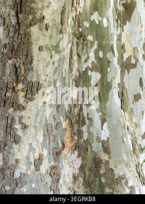 Texture marbrée d'écorce pelable d'un platane Banque D'Images