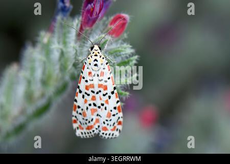 Tetheisa pulchella aux ailes repliées sur une tige de fleur sauvage épaisse, vue verticale en gros plan Banque D'Images