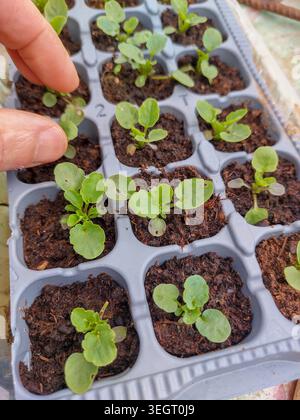 Gros plan de la main d'un jardinier touchant doucement de petites plantules vertes poussant dans un plateau de pépinière en plastique gris à l'extérieur. Concept parfait pour Banque D'Images