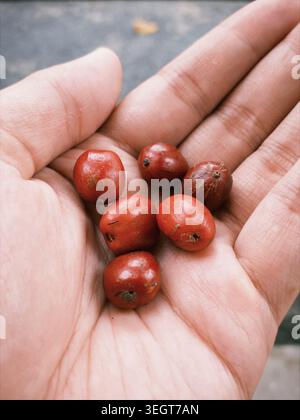Main tenant des grains de café rouge cerise frais Banque D'Images