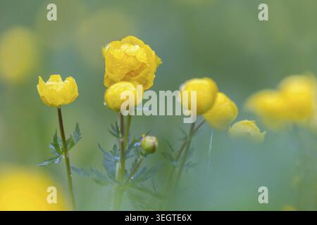 Groupe de fleurs de Trollius europaeus (Trollius europaeus), Ranunculaceae, printemps, Irndorfer Hardt, Parc naturel du Danube supérieur, Bade-Wuertt Banque D'Images