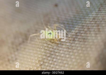 Minuscule macro araignée translucide vert pâle reposant sur la surface en maille de tissu texturé montrant de petits yeux noirs et de longues jambes créant une nature calme et paisible Banque D'Images