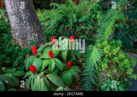 Fleurs de gingembre en spirale rouge vif fleurissant paisiblement à côté d'un grand tronc d'arbre entouré de fougères vertes luxuriantes et de diverses plantes tropicales dans le serein bo Banque D'Images