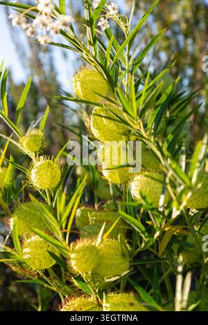 Gousses en forme de ballon épi vert vif d'une plante de cygne, Gomphocarpus fruticosus, Île du Sud, Nouvelle-Zélande Banque D'Images