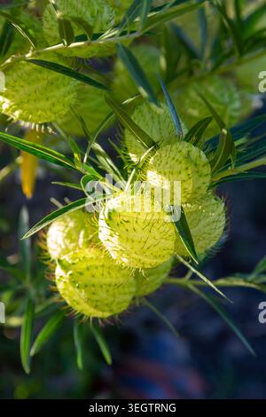 Gousses en forme de ballon épi vert vif d'une plante de cygne, Gomphocarpus fruticosus, Île du Sud, Nouvelle-Zélande Banque D'Images