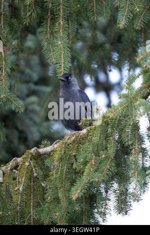 Un gros plan captivant d'un habile Jackdaw, avec ses yeux gris pâle distinctifs, tandis qu'il se perche calmement sur une branche d'un dense conifère. Thi Banque D'Images