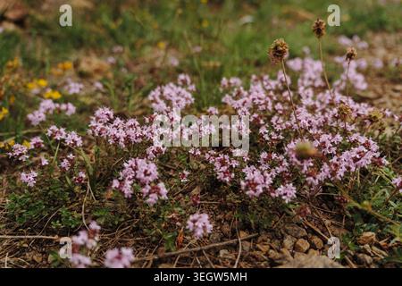 Petites fleurs sauvages roses poussant sur le sol montagneux des monts Stolovi en Serbie au printemps. Concept de biodiversité, de nature saisonnière et de paix Banque D'Images