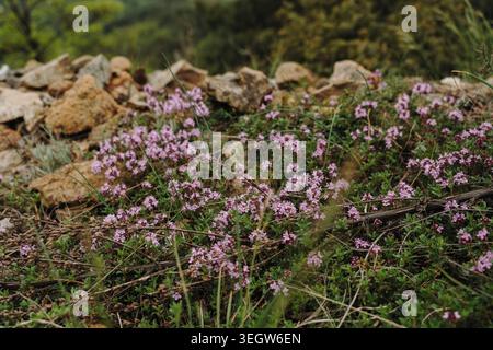 Petites fleurs sauvages roses poussant parmi les rochers et l'herbe sur le mont Stolovi en Serbie. Concept de biodiversité, de beauté saisonnière et de nature sauvage. Banque D'Images