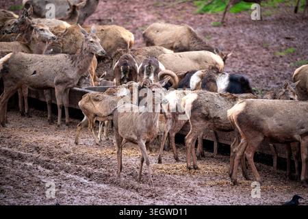 Une scène animée se déroule alors qu'un grand troupeau de cerfs rouges se réunit autour d'une mangeoire en bois, leurs mouvements martelant le sol en boue profonde Banque D'Images