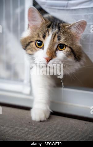 Capturez la charmante curiosité d'un beau chat tabby et blanc dans cette captivante photo en gros plan. Avec ses yeux dorés saisissants grand ouvert un Banque D'Images
