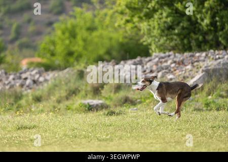Chien de race mixte de trois couleurs courant latéralement à travers Green Field Banque D'Images
